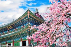 Korean Cherry Blossom Tour 2025