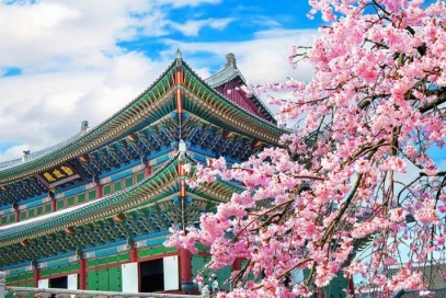 Korean Cherry Blossom Tour 2025